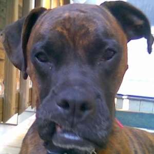 Rocky Marciano - aka "Elvis Dog"
