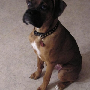 Rex, my new adopted son!