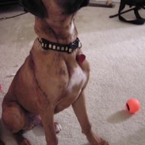 One last one of Rex, for now.