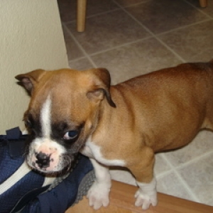 Penny