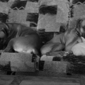 Beaux and Zeke