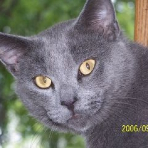 Smokey