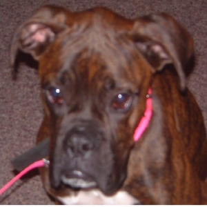 The New Addition (Zeus)