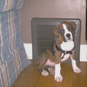 Arrow 10 weeks old