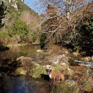 River dog