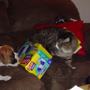 Chasing cats is fun!