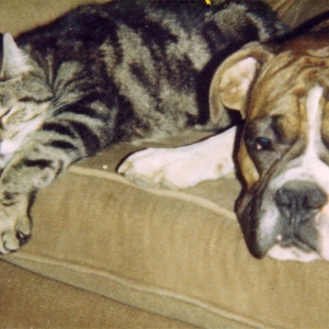 Biggles and Khan