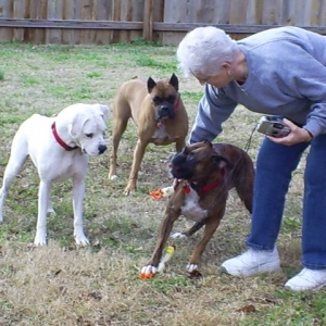 Dogs 56