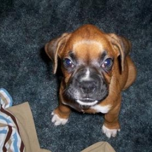 Baby Swisher