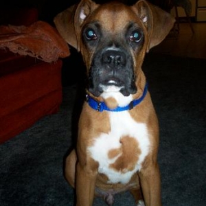 That's one handsome pup!