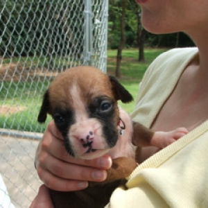grumpy 2.5 wks