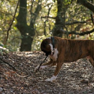 Prized stick