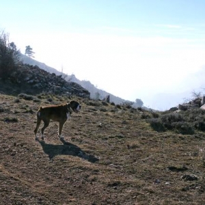 Cloud level