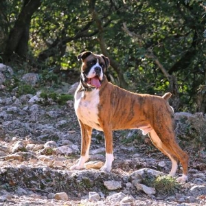 Henri