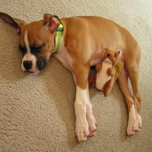 Buster Nap