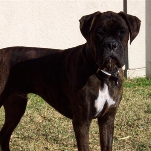 Syd - 10 Month's Old