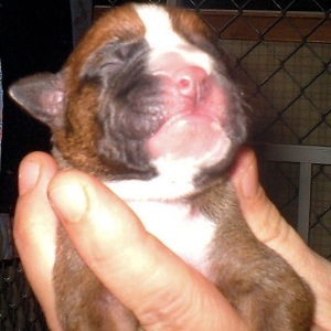 My unnamed pup - 2 days old. :)