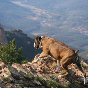 Mountaineer