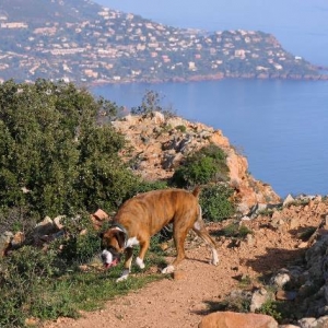 Cap Roux, l'Est?rel