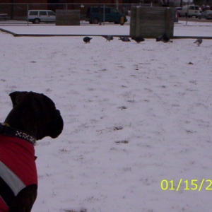Watching The Pigeons!