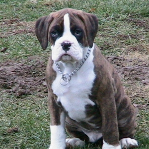 Mugsy