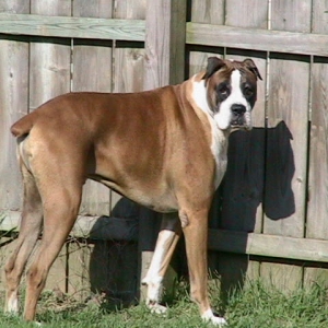 Handsom Buster