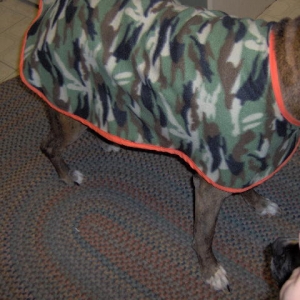 Max in his new coat.