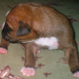 Baby Boxer