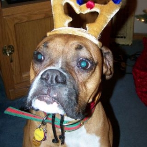 Zeus "The Reindeer"