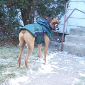 Zeus's new coat