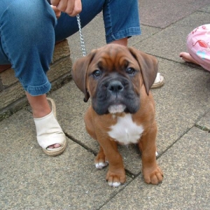 Puppy Diesel