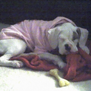 Sleepy Belle