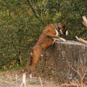 Nosy boxer