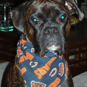 Go Bears!