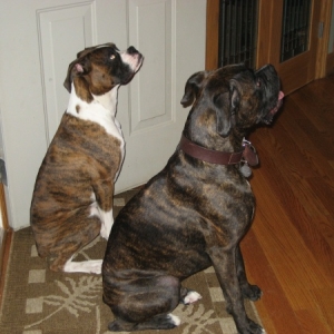 Rocco & Quinn