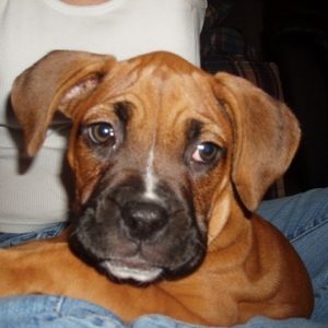 Daisy at 11 weeks