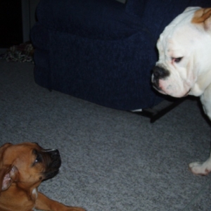 Daisy and Bo