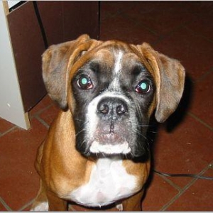 puppy_head