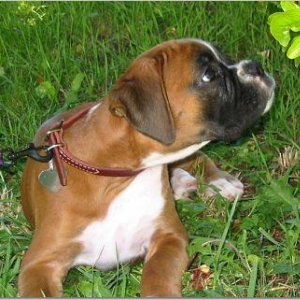 puppy-kissing