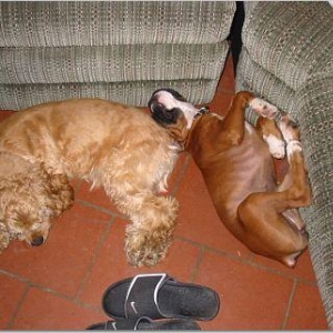 puppy-sleeping_with_Bo