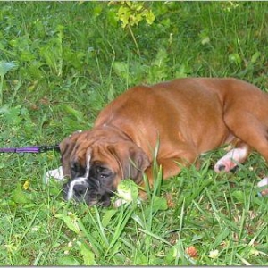 puppy-pooped