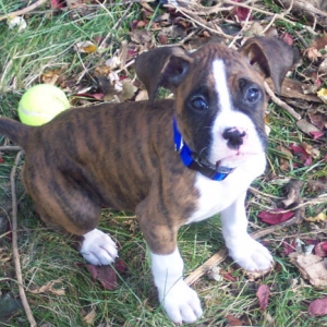 Dempsey in the yard