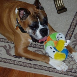 Harley and 8th Birthday Present