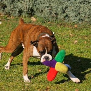 Playtime