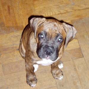 Roxy 3 months old