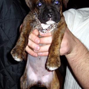 Roxy 6 1/2 weeks