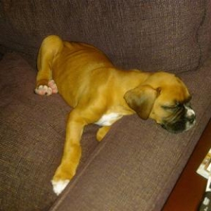 Roscoe is sleepy...