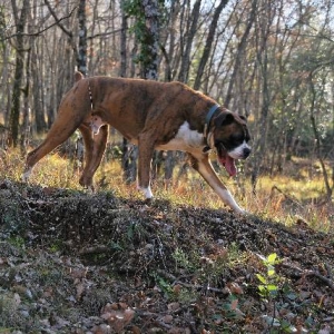 Forest walk