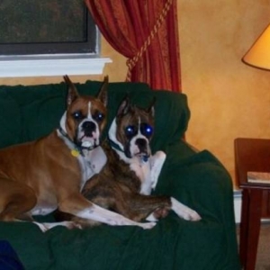 Behaving Boxers