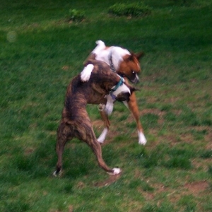 The Boxer Ring
